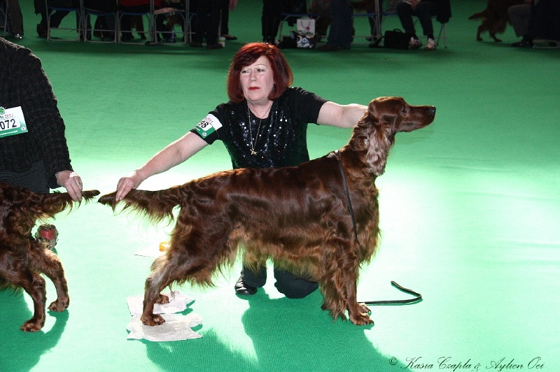 Crufts2011 806.jpg